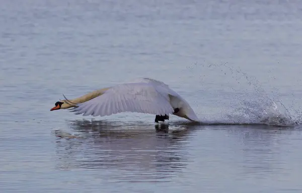 Bela foto com um poderoso cisne decolar — Fotografia de Stock