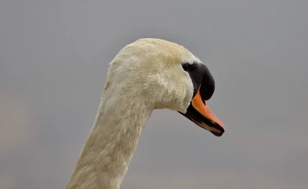 Beautiful isolated photo of a strong mute swan looking somewhere — Stock Photo, Image