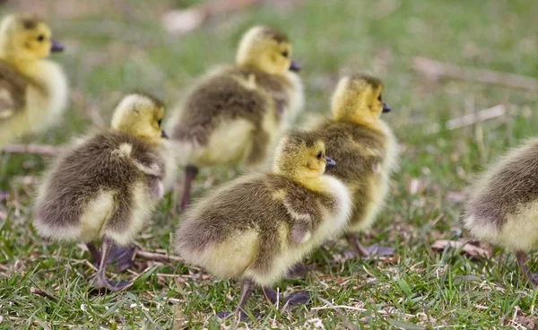 Hermosa foto con varios polluelos divertidos lindos de gansos de Canadá va a alguna parte —  Fotos de Stock