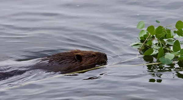 Hermosa imagen aislada de un castor nadando en el lago — Foto de Stock