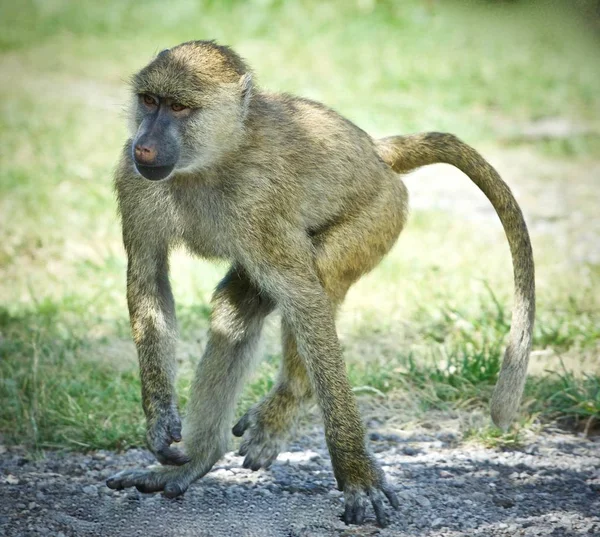 Antecedentes com um babuíno engraçado indo a algum lugar — Fotografia de Stock