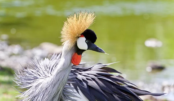 Ein ostafrikanischer Kronenkranich in der Nähe eines Sees — Stockfoto