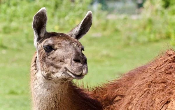 Isoliertes Bild mit einem Lama, das in die Kamera blickt — Stockfoto