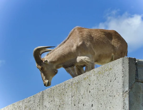 Bild einer Ziege, die von oben nach unten schaut — Stockfoto