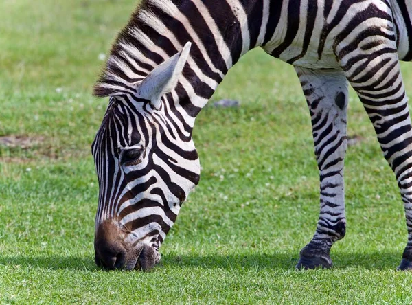 Foto isolada de uma zebra comendo a grama — Fotografia de Stock