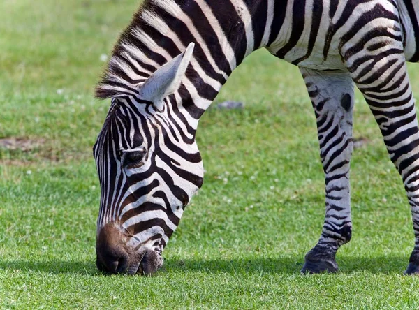 Na białym tle Zdjęcie zebra jedzenie trawy — Zdjęcie stockowe