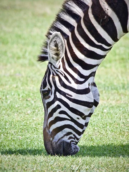 Fundo bonito com uma zebra comendo a grama — Fotografia de Stock