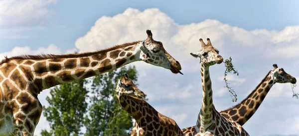 Imagen aislada de cuatro lindas jirafas comiendo hojas — Foto de Stock