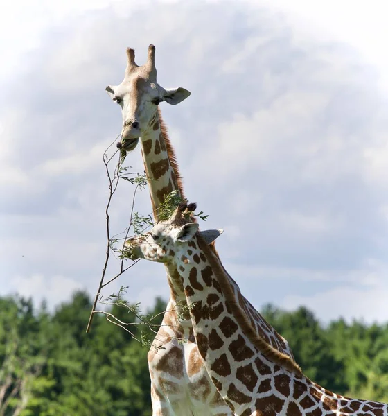 Isoliertes Foto von zwei niedlichen Giraffen, die Blätter fressen — Stockfoto