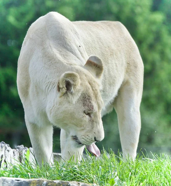 Imagen de un león blanco caminando sobre un campo de hierba — Foto de Stock