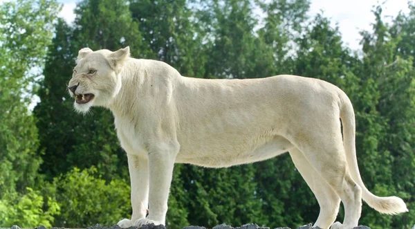 Na białym tle obraz z przerażające, biały lew, krzyki — Zdjęcie stockowe