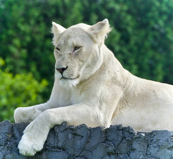 Foto con un león blanco mirando a un lado en un campo — Foto de Stock