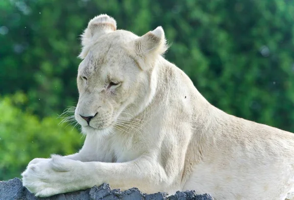 Image d'un drôle de lion blanc essayant de ne pas dormir — Photo