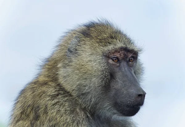 Imagem isolada de um babuíno engraçado olhando para o lado — Fotografia de Stock