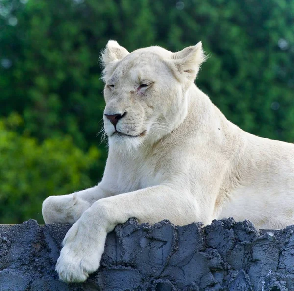 Изображение смешного белого льва, пытающегося не заснуть — стоковое фото