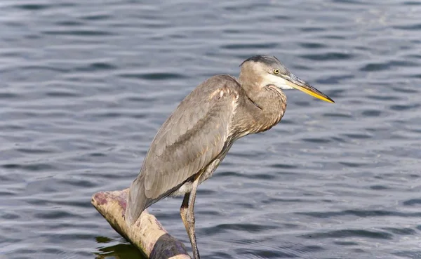 Picture Great Blue Heron Watching Somewhere — Stock Photo, Image