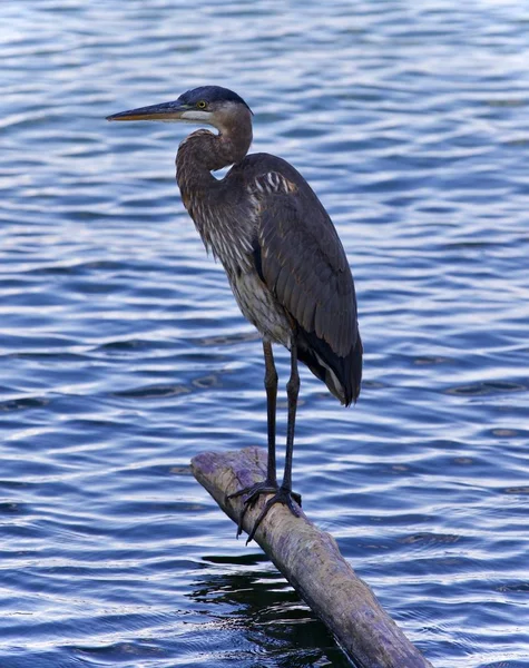 Postcard with a great blue heron standing on a log — Stock Photo, Image