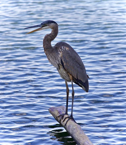 Postcard with a great blue heron standing on a log — Stock Photo, Image