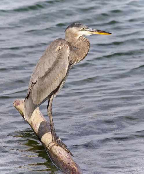 Imagen de una gran garza azul parada sobre un tronco —  Fotos de Stock