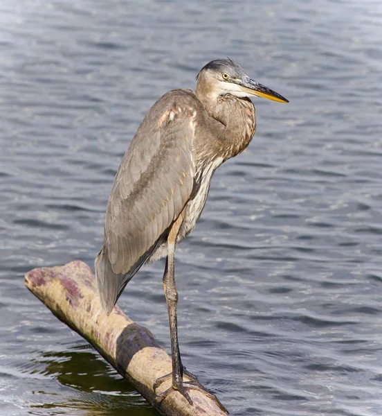 Picture with a great blue heron standing on a log — Stock Photo, Image