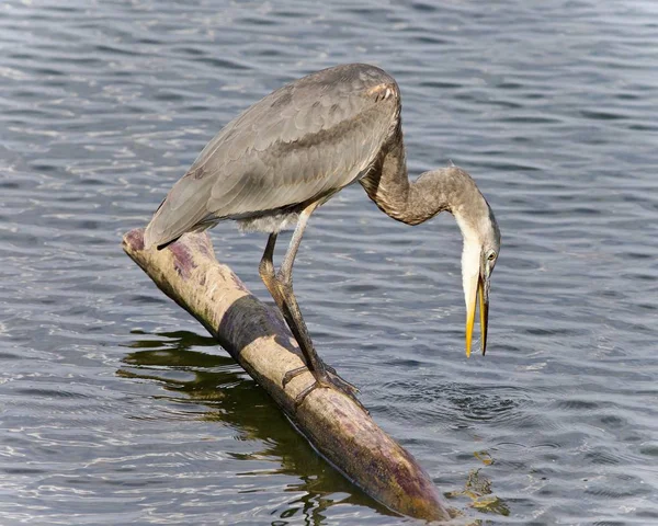 Photo of a great blue heron drinking water — Stock Photo, Image