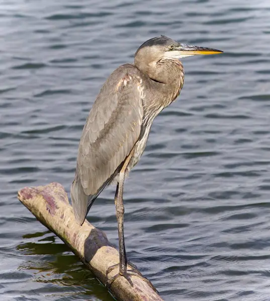 Picture with a great blue heron standing on a log — Stock Photo, Image