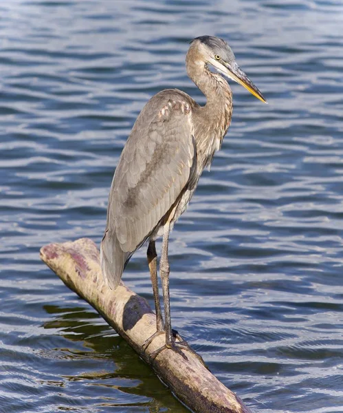 Postcard with a great blue heron standing on a log — Stock Photo, Image