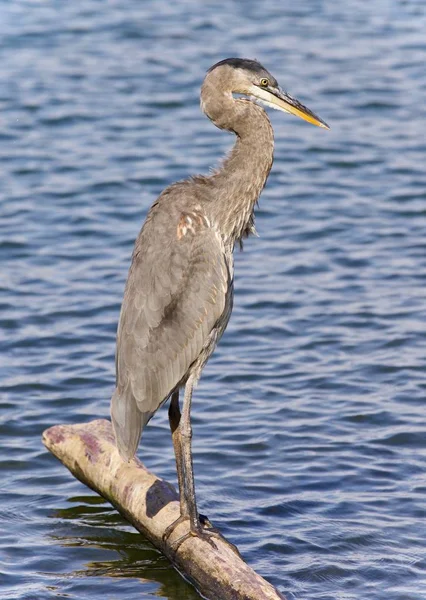 Image of a great blue heron standing on a log — Stock Photo, Image