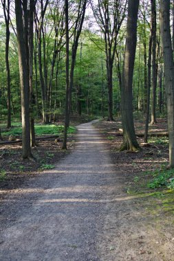 Önde gelen güzel bir iz izole görüntü