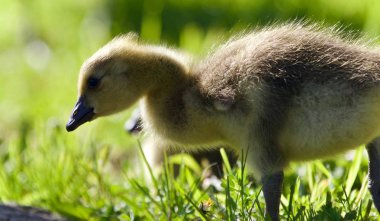 Kanada kazlar bir piliçle güzel arka plan