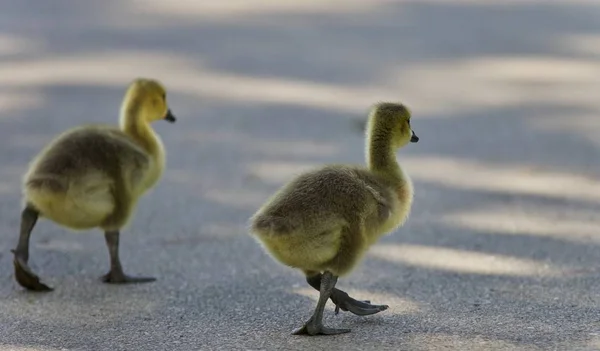 Photo de deux jolies poussins de Bernaches du Canada — Photo