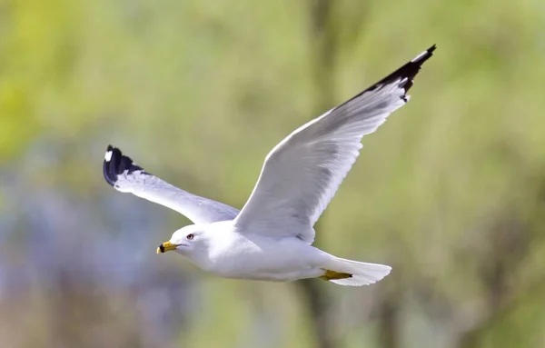 Imagem isolada com uma gaivota voando no céu — Fotografia de Stock