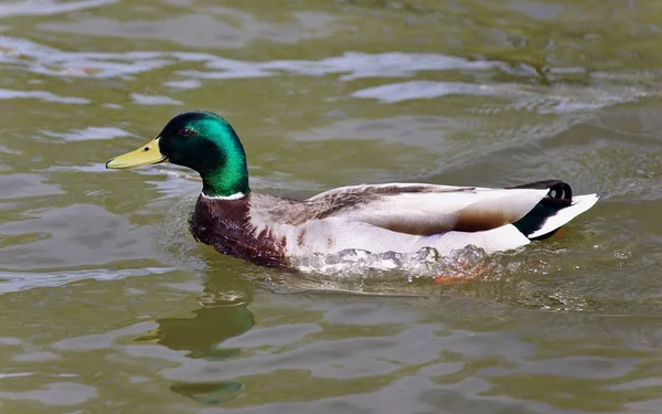 Schönes Bild einer Stockente, die im See schwimmt — Stockfoto