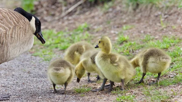 Foto Isolata Una Famiglia Oche Canadesi Che Soggiornano — Foto Stock