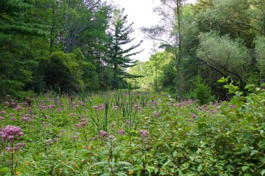 Güneşli bir ormanla güzel bir resim.