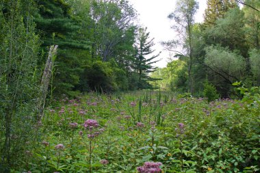 Güneşli eski bir ormanla izole edilmiş bir resim.