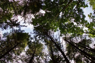 Güzel fotoğraf eski bir güneşli ormanı