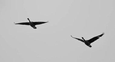 Kanada kazlar uçan bir çift izole fotoğraf