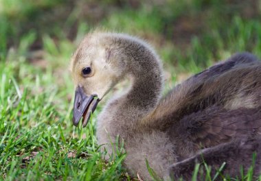 Çim yeme Kanada kazlar tatlı bir piliç görüntüsünü