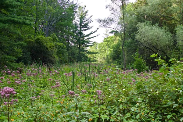 Güneşli bir ormanla güzel bir resim.