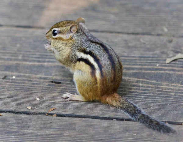 Photo Chipmunk Drôle Mignon Manger Quelque Chose — Photo