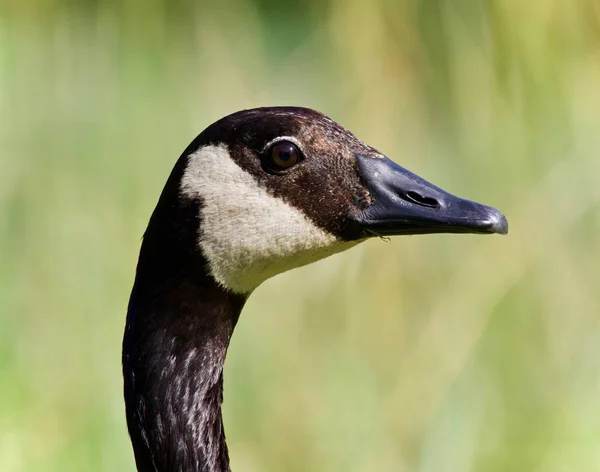 Vykort Med Kanadagås Som Tittar Kameran — Stockfoto