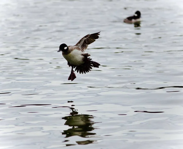 Postal Con Lindo Pato Aterrizando Lago — Foto de Stock