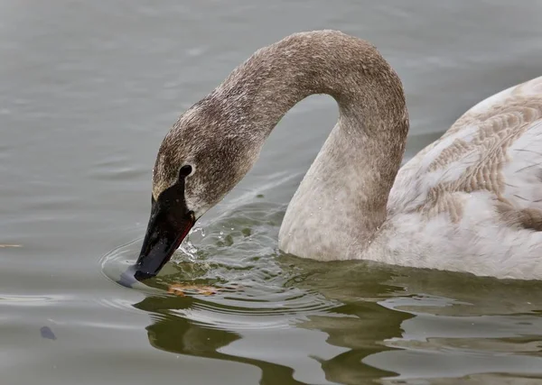 Image Isolée Cygne Trompette Buvant Eau — Photo