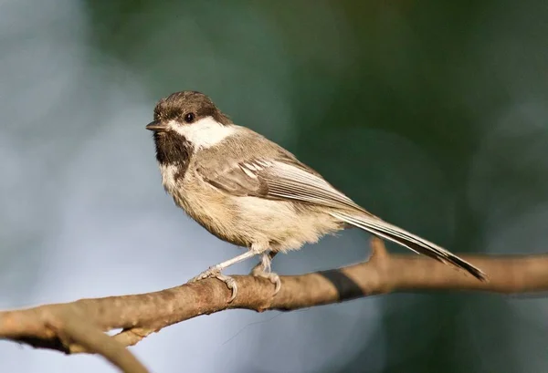 Arrière Plan Avec Oiseau Mésange Mignon Assis — Photo