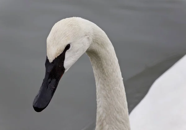 Image Trumpeter Swan Swimming Lake — Stock Photo, Image