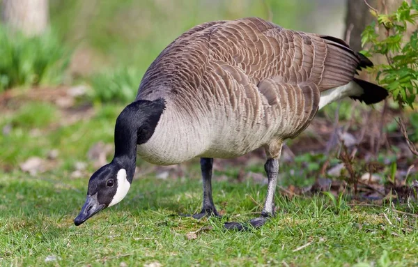 Isolated photo of a Canada goose cleaning feathers