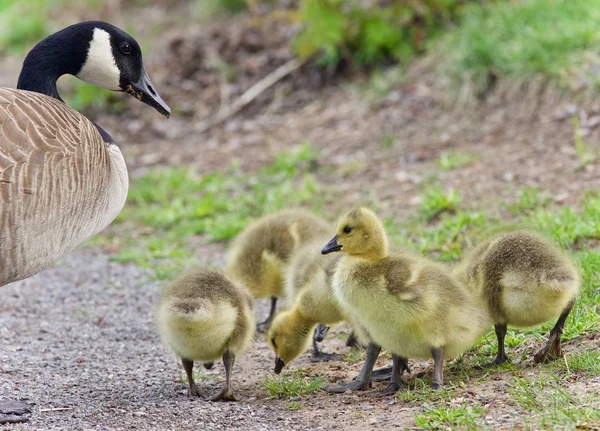 Immagine Isolata Una Famiglia Oche Canadesi Che Soggiornano — Foto Stock