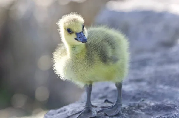 Isoliertes Bild Eines Kükens Von Kanadagänsen — Stockfoto