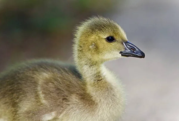 Isolated image of a cute chick of Canada geese — Stock Photo, Image